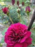 upload_img1