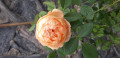 upload_img1