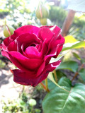upload_img1