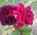 upload_img1