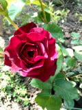 upload_img1