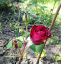 upload_img1