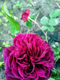 upload_img1