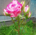 upload_img1
