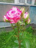upload_img1