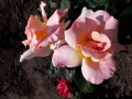 upload_img1