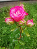 upload_img1