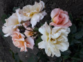 upload_img1