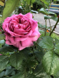 upload_img1