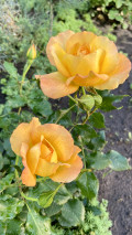 upload_img1