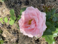 upload_img1