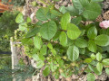 upload_img1