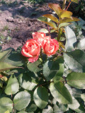 upload_img1