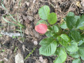 upload_img1