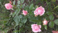 upload_img1