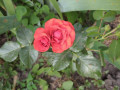 upload_img1