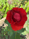 upload_img1