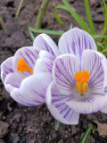 upload_img1