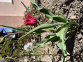 upload_img1