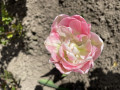 upload_img1