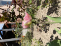 upload_img1