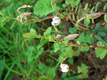 upload_img1