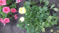 upload_img1