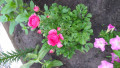 upload_img1