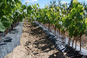 Укрывать или не укрывать виноград на зиму в Украине?