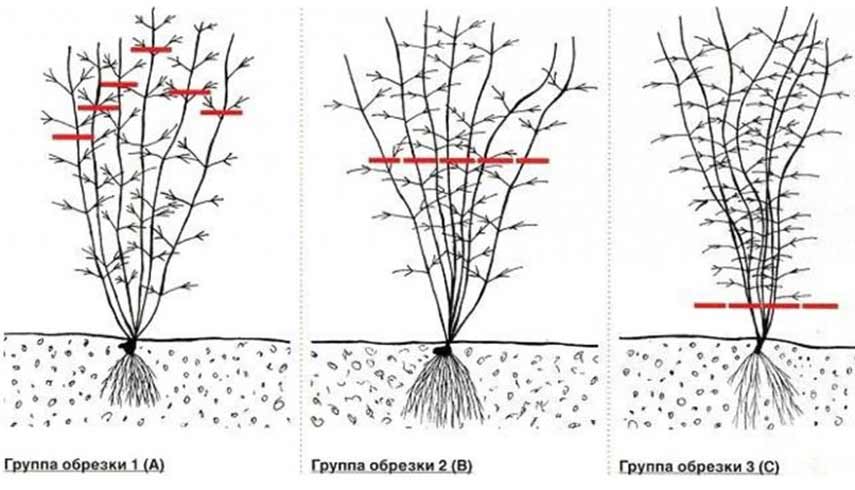 укрытие клематисов на зиму фото 4