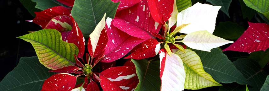 Догляд за квіткою новорічною з червоним листям