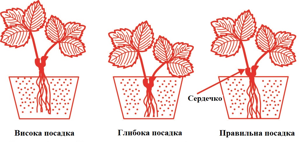 види посадки