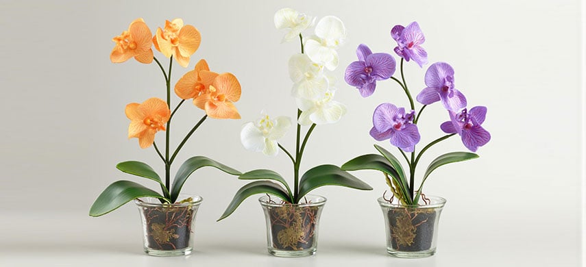 Как выращивать орхидеи