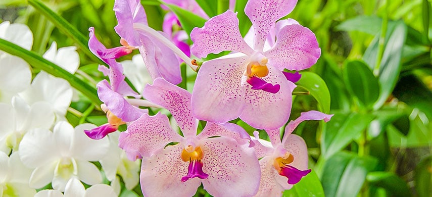 Как выращивать орхидеи