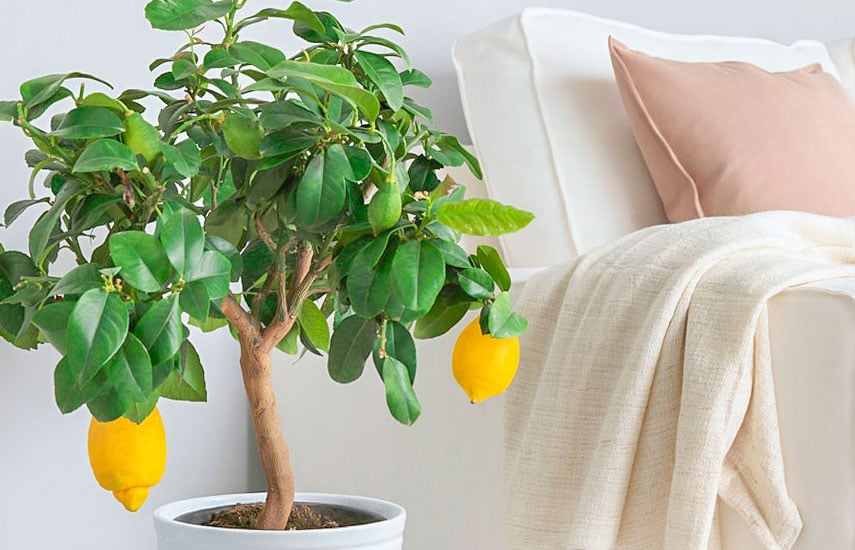 Как вырастить лимон из косточки – лимонное дерево в домашних условиях