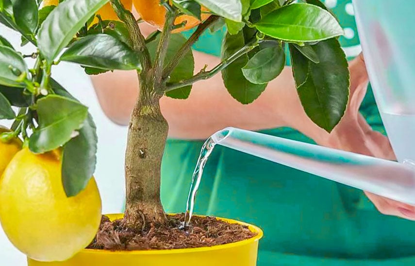 Как вырастить лимон из косточки в домашних условиях и правильно ухаживать за растением