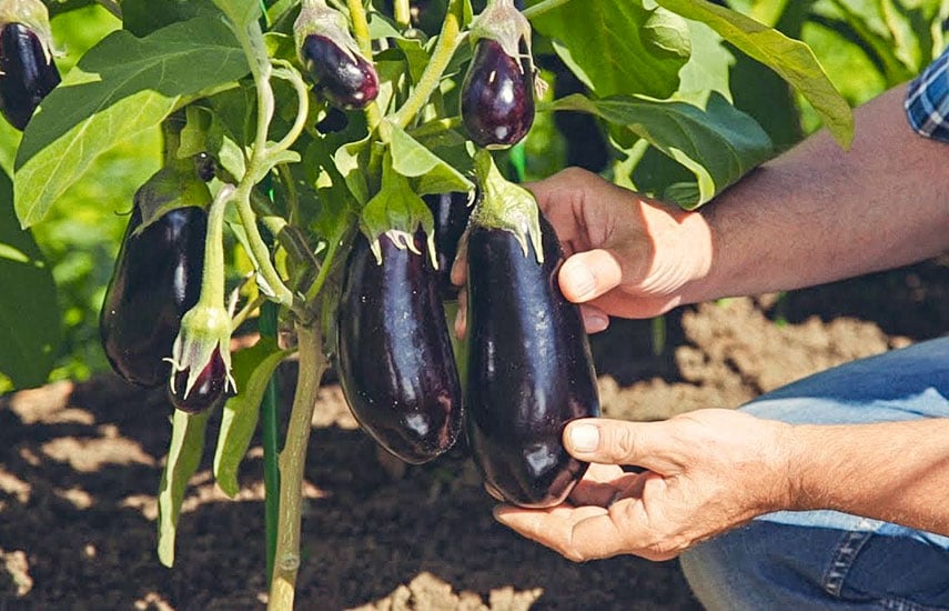 Как вырастить баклажаны - секреты здоровой рассады и богатого урожая