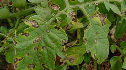 Обзор болезней листьев томатов и их лечение