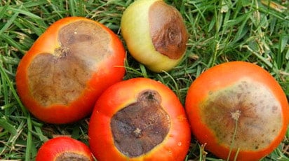 Чем болеют томаты. Как распознать и лечить болезни томатов.