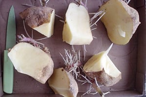 Как разрезать картофель для посадки