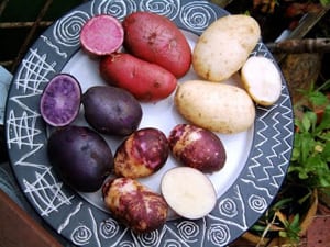Как выращивать картофель по голландской технологии на своей даче