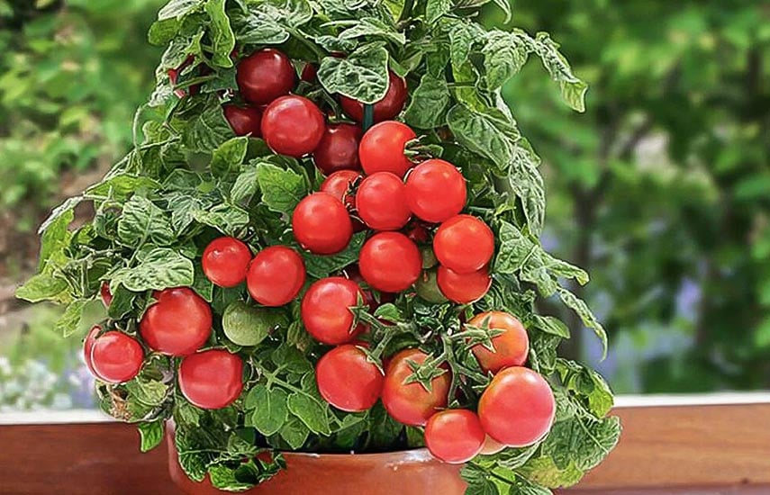 Коли садити помідори для вирощування на підвіконні?