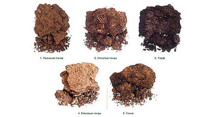 Из чего состоит почва и почему меняется ее состав?