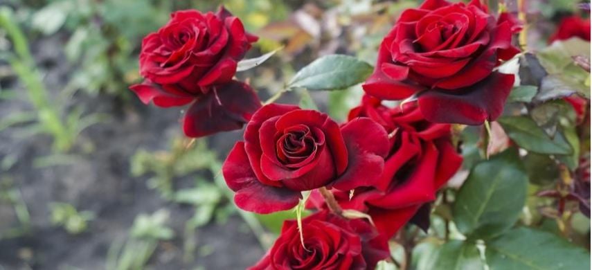 Як використовувати суперфосфат для троянд?