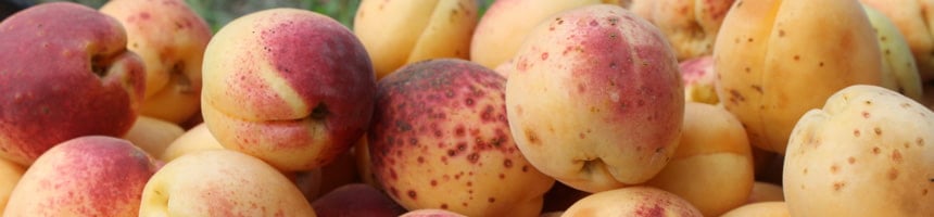 Как собрать и сохранить урожай абрикосов