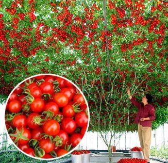 томатное дерево