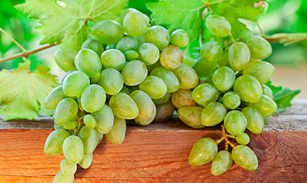 Насыщенный вкус | GradinaMax