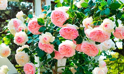 Роза Королева красоты | GradinaMax