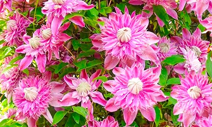 Стильные ансамбли | GradinaMax