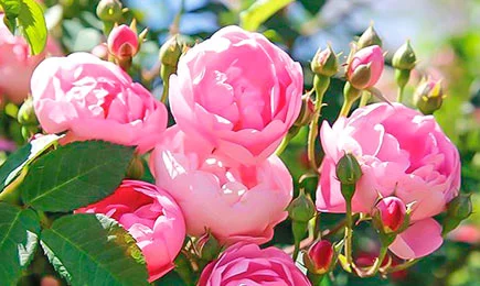 Розы нежных оттенков | GradinaMax